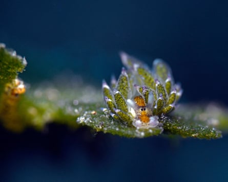 Slug covered with leaf-like protuberances