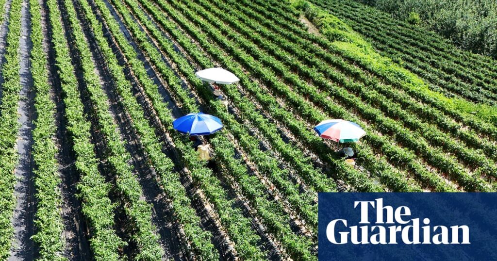 Potatoes ‘boil’ in the ground as record heatwave sweeps across swathes of Asia Potatoes ‘boil’ in the ground as record heatwave sweeps across swathes of Asia