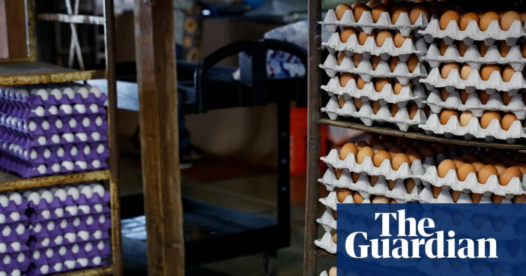 Massive egg recall in US south and south Massive egg recall in US south and south