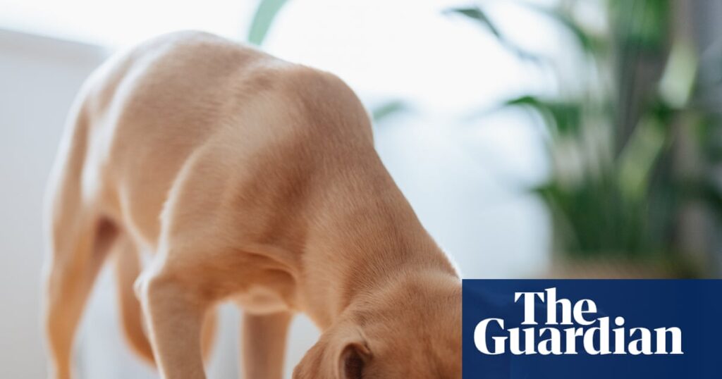 Dog food recalled in UK after reports of pets losing their sight Dog food recalled in UK after reports of pets losing their sight