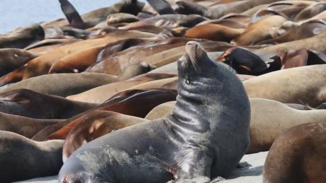 Click to play video: 'Hundreds of sea lions hit the beach on Central Vancouver Island'