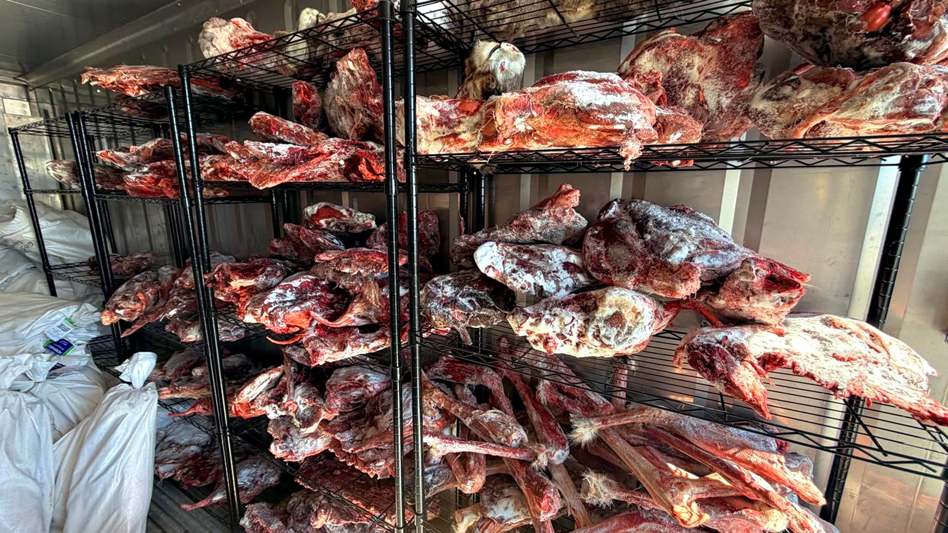 Caribou Freezer Qajuqturvik Community Food Centre