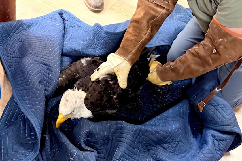 When a bald eagle was found in need, an incredible team came together to ensure it received the care it deserved. A special thank you to @fobbv.official and @sanbernardinocountyfire for their assistance and support. We are especially grateful to @sandimasraptorrescue, the LA County Parks San Dimas Raptor Rescue Team, for responding, safely capturing, and transporting the eagle to a specialized rehabilitation center, where care is now underway.