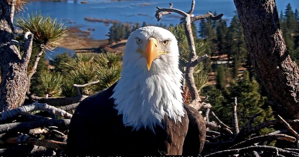 Celebrity bald eagle Jackie's anemia worsens: 'We wish we had better news'