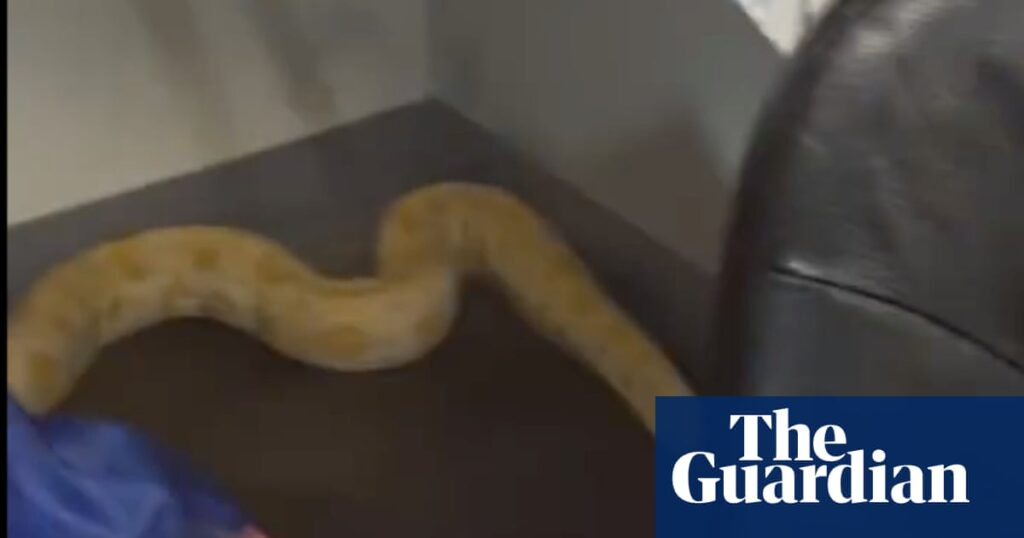 Virginia teacher and firefighters feud over whether a python started schoolhouse fire Virginia teacher and firefighters feud over whether a python started schoolhouse fire