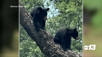Allowing bears access to food is increasing bear population, experts say