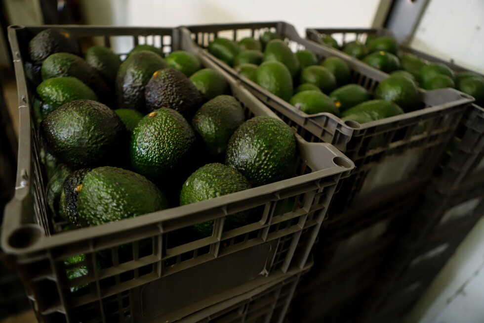 US suspends avocado inspections in Mexican state on Michoacan due to threat US suspends avocado inspections in Mexican state on Michoacan due to threat