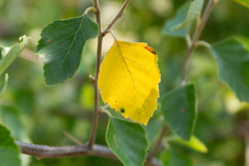 080126.F.FF.GrowingTogether.1