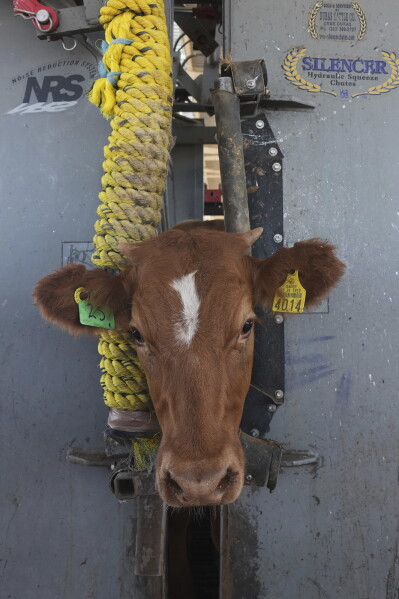 A calf is held in a head gate during veterinary checks at a ranch that supplies livestock for export to the U.S., in Zamora, northern Mexico, Monday, July 28, 2025, as the U.S. border remains closed to Mexican cattle imports because of screwworm concerns. (AP Photo/Fernando Llano)