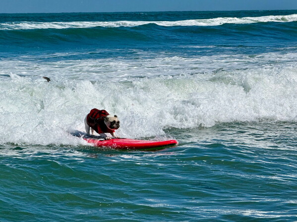 A dog catches a wave during the World Dog Surfing Championships, Saturday, Aug. 1, 2026, in Pacifica, Calif. (AP Photo/Haven Daley)