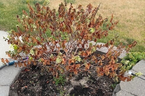 Hydrangea suffering August 8, 2026.jpg