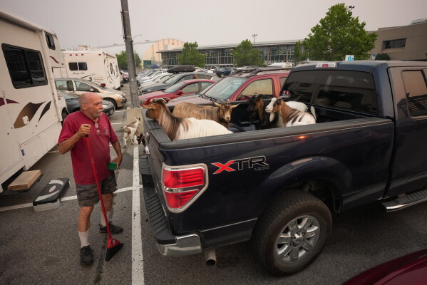 Greg Krauter, who was forced to evacuate his Summerland property with his seven goats in the middle of the night due to the Bald Range wildfire, checks on some of them in the back of his truck as others walk around outside an evacuee center, in Penticton, British Columbia, on Saturday, Aug. 8, 2026. (Darryl Dyck/The Canadian Press via AP)