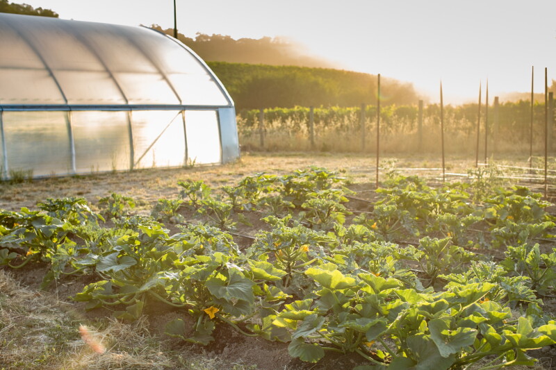 SingleThread’s farm