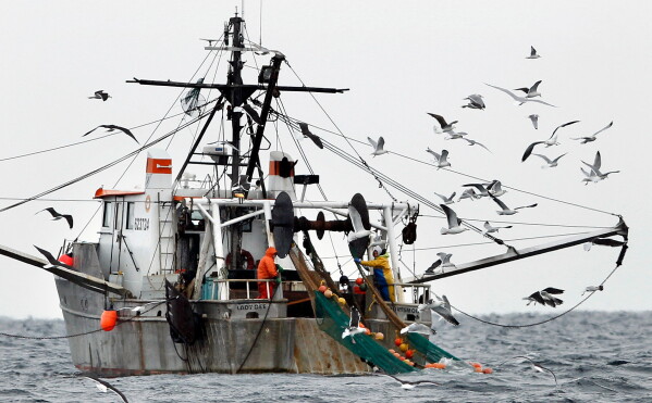 Gulls follow a shrimp fishing boat as crewmen haul in their catch in the Gulf of Maine, Jan. 6, 2012 file photo. (AP Photo/Robert F. Bukaty, File)
