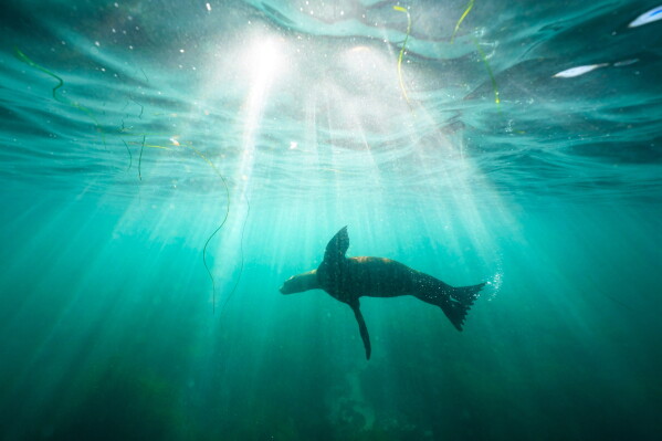 FILE- A sea lion swims over sea grass in San Diego's La Jolla Cove on Oct. 10, 2023. (AP Photo/Gregory Bull, File)