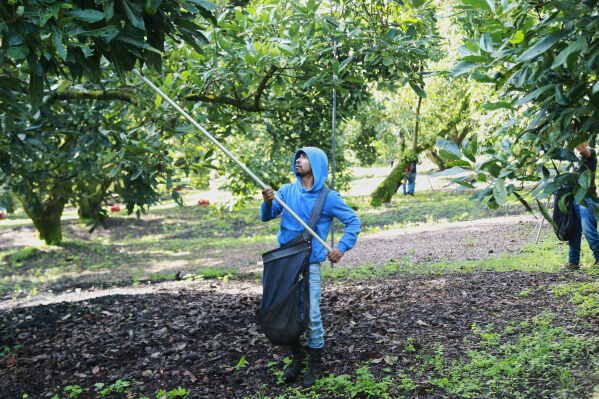 A farmhand harvests avocados at an orchard in Santa Ana Zirosto, Michoacan sate, Mexico, Friday, Aug. 14, 2026. (AP Photo/Armando Solis)