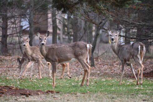 Four deer standing in a yard