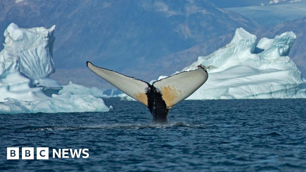 Giant whales move into Greenland waters as ice disappears Giant whales move into Greenland waters as ice disappears