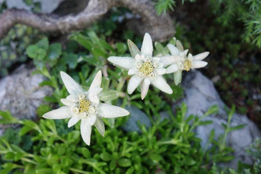 Blossom of snow: A starry symbol of the Alps makes an unusual addition to rock gardens Blossom of snow: A starry symbol of the Alps makes an unusual addition to rock gardens