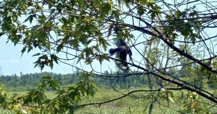 Ottawa firefighters free bird caught in tree, tangled in fishing line Ottawa firefighters free bird caught in tree, tangled in fishing line