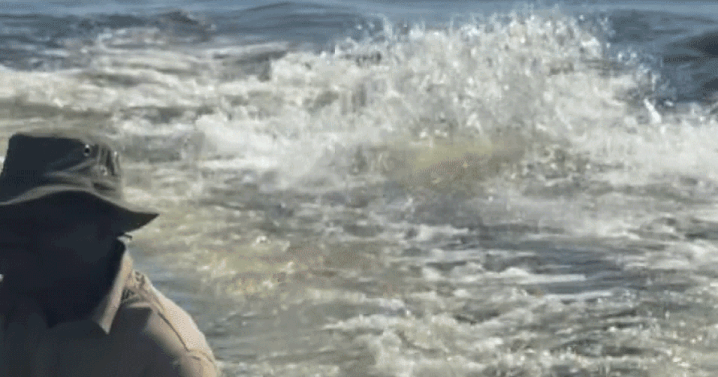 Video shows hippo charging boat full of tourists in Botswana Video shows hippo charging boat full of tourists in Botswana