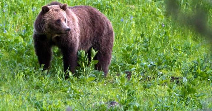 72-year-old woman seriously injured in grizzly bear attack in remote area of B.C. 72-year-old woman seriously injured in grizzly bear attack in remote area of B.C.