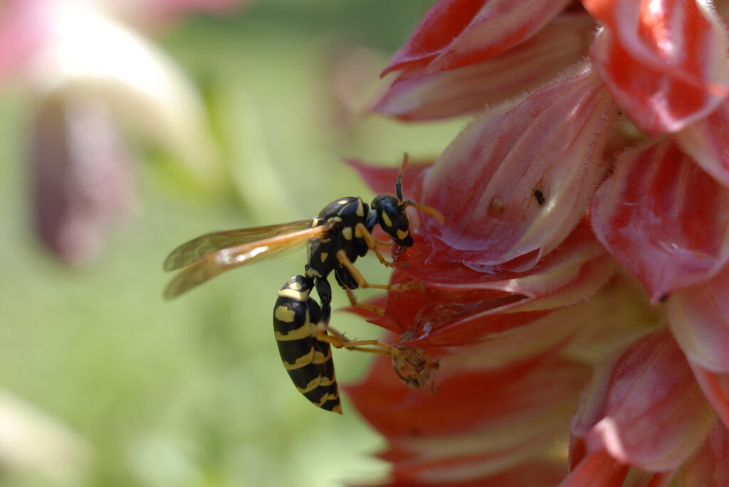 Late summer is the time of year for yellow jackets
