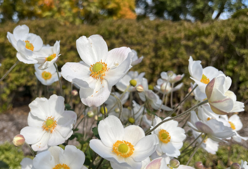 Learn the right terms for problem plants Learn the right terms for problem plants