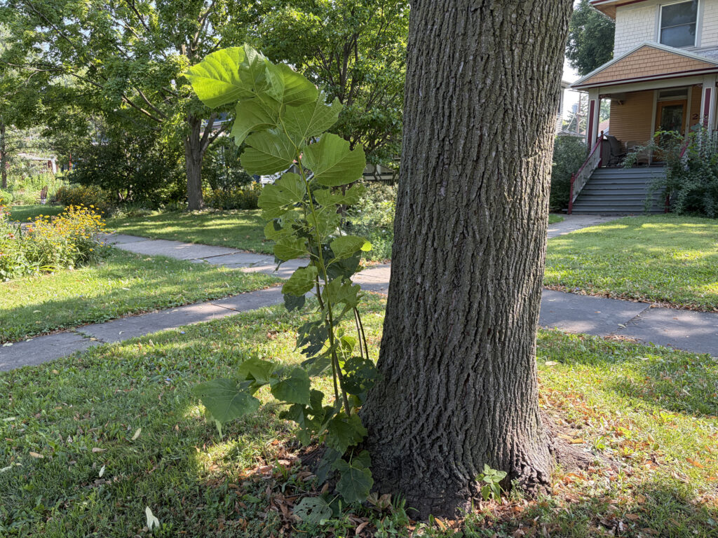Tree suckers may be signs of stress Tree suckers may be signs of stress