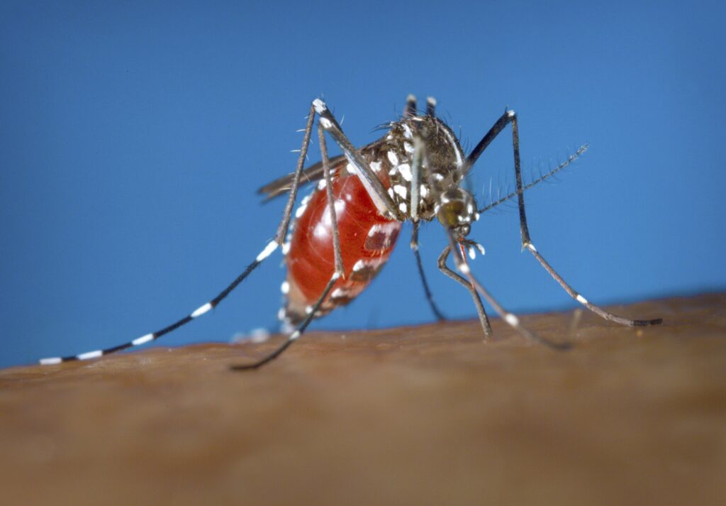 Virginia resident has state’s 1st locally acquired case of dengue fever Virginia resident has state’s 1st locally acquired case of dengue fever