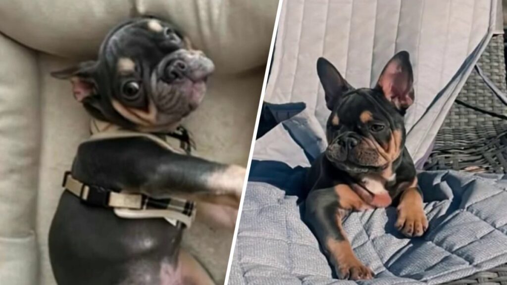 Woman demands answers after French bulldog dies under pet sitter's care in Hollywood