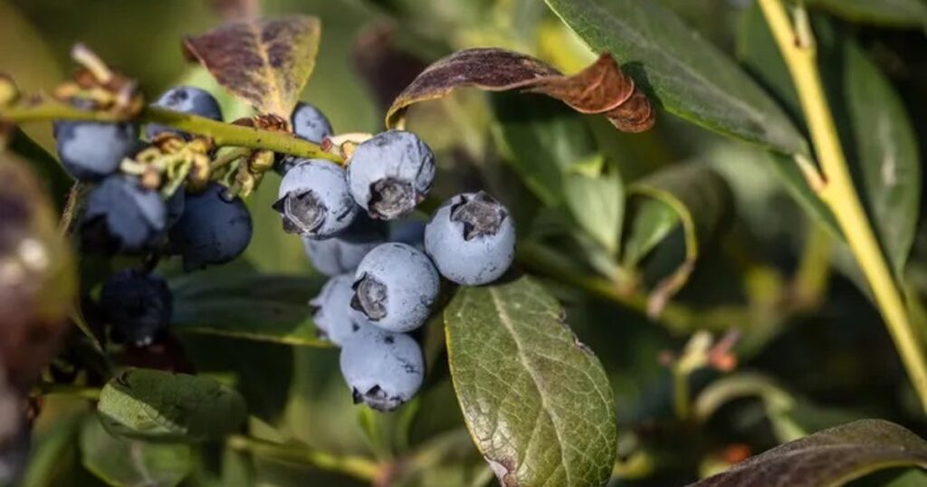 Frozen blueberry recall: Possible E. coli contamination among dozens of food recalls Frozen blueberry recall: Possible E. coli contamination among dozens of food recalls