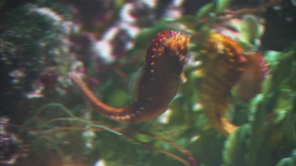 Click to play video: 'B.C. seahorse researcher wins major international prize'