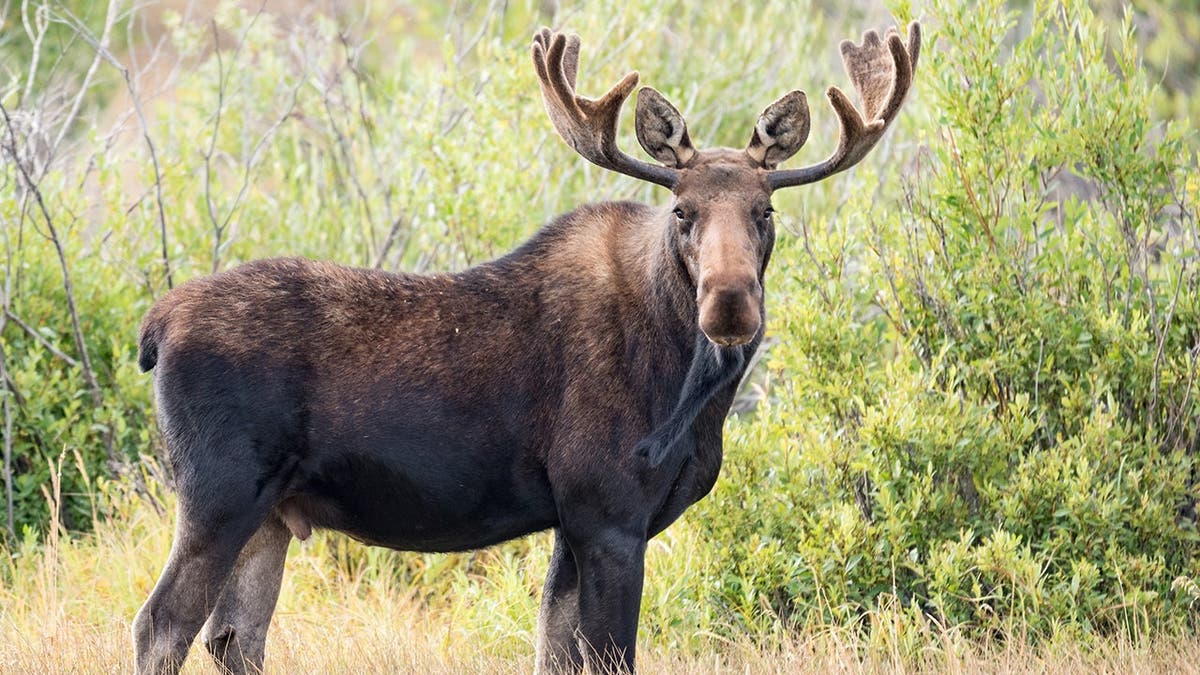 A large moose in the wild.