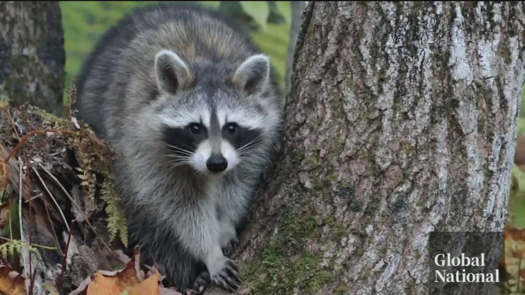 Click to play video: 'Quebec confirms 1st case of raccoon rabies in stray cat, 3 people exposed'