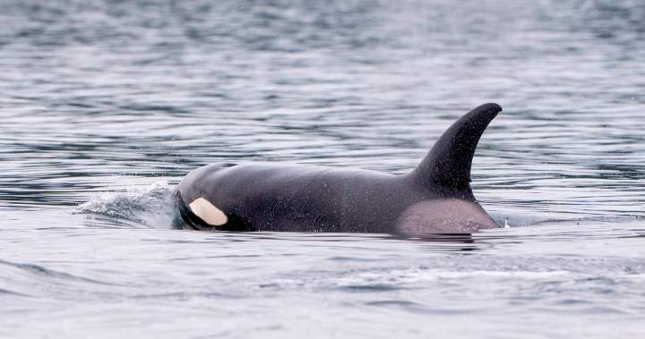 ‘Shocking’ video captures orcas close to shore in Washington State – BC ‘Shocking’ video captures orcas close to shore in Washington State - BC