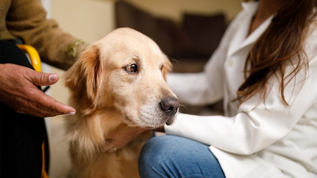 Dog food linked to nearly 200 reports of potential canine vision loss, prompting massive recall Dog food linked to nearly 200 reports of potential canine vision loss, prompting massive recall