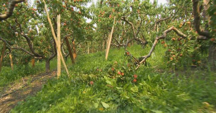 Summerland farmer was 12 hours away from harvesting crop when wildfire sparked Summerland farmer was 12 hours away from harvesting crop when wildfire sparked