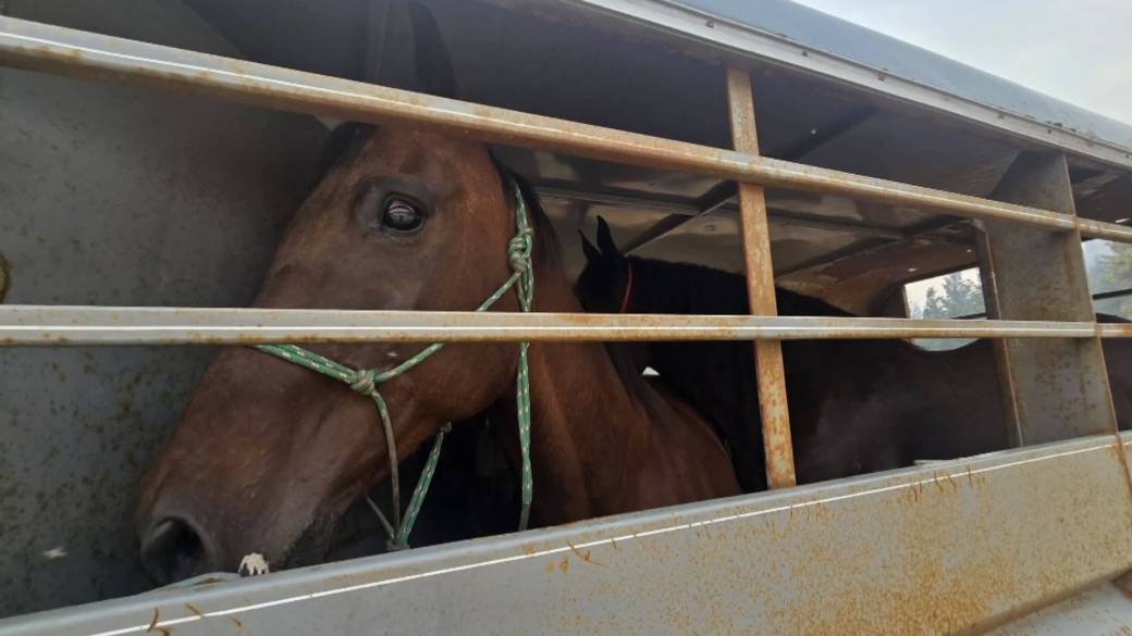 Click to play video: 'Many jump in to help transport livestock from those fleeing Big Range Wildfire near Summerland'
