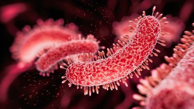 TB Bacterium 1.jpg