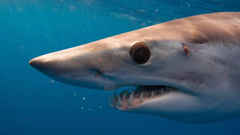 Sharks Fitted with Sensors to Help Hurricane Predictions Sharks Fitted with Sensors to Help Hurricane Predictions