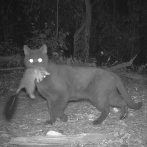 Courtesy WA DBCA A feral cat holding a small mammal in its mouth