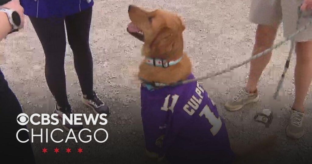 Chicago drive-in hosts dog-friendly ‘Air Bud’ screening with sneak peek at sequel Chicago drive-in hosts dog-friendly 'Air Bud' screening with sneak peek at sequel