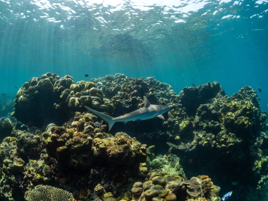 Global coral reef coverage risks irreversible decline, new report warns Global coral reef coverage risks irreversible decline, new report warns