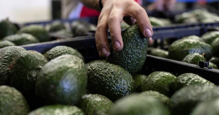 Canada’s avocado supply not impacted by U.S. pause on Mexico inspections – National Canada’s avocado supply not impacted by U.S. pause on Mexico inspections - National