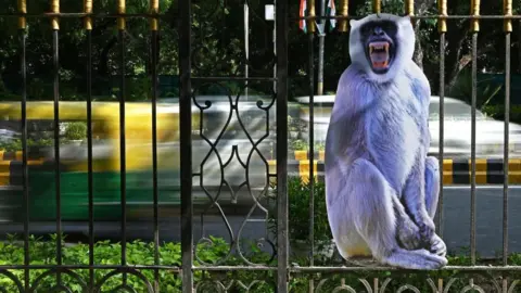 AFP via Getty Images A life-size cut-out of a gray langur is displayed to scare away monkeys at a park in New Delhi on August 30, 2023, ahead of the G20 India Summit.