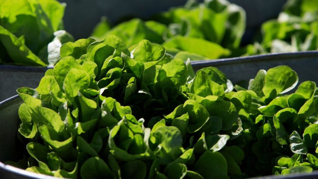 Most Utah cyclospora cases tied to international or domestic travel, state data shows Most Utah cyclospora cases tied to international or domestic travel, state data shows