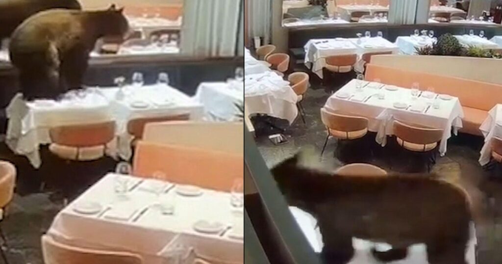 Bear’s messy jaunt through Aspen restaurant one of thousands of encounters as drought leaves food sources scarce Bear's messy jaunt through Aspen restaurant one of thousands of encounters as drought leaves food sources scarce