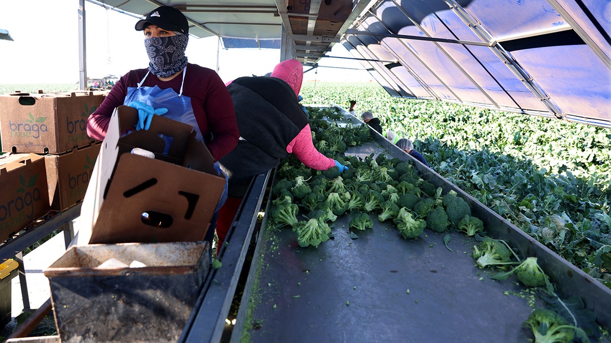 Workers harvest broccoli on a farm.
