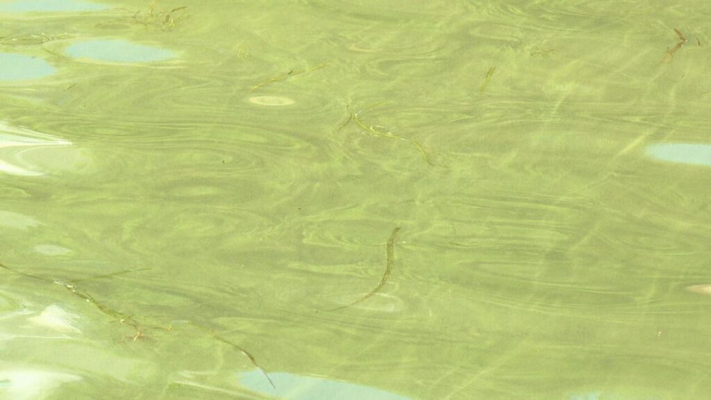 Health officials warn of harmful algal blooms on Canandaigua and Finger Lakes Health officials warn of harmful algal blooms on Canandaigua and Finger Lakes